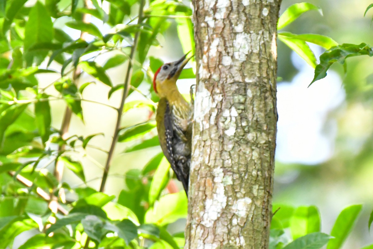 Laced Woodpecker - ML657792932