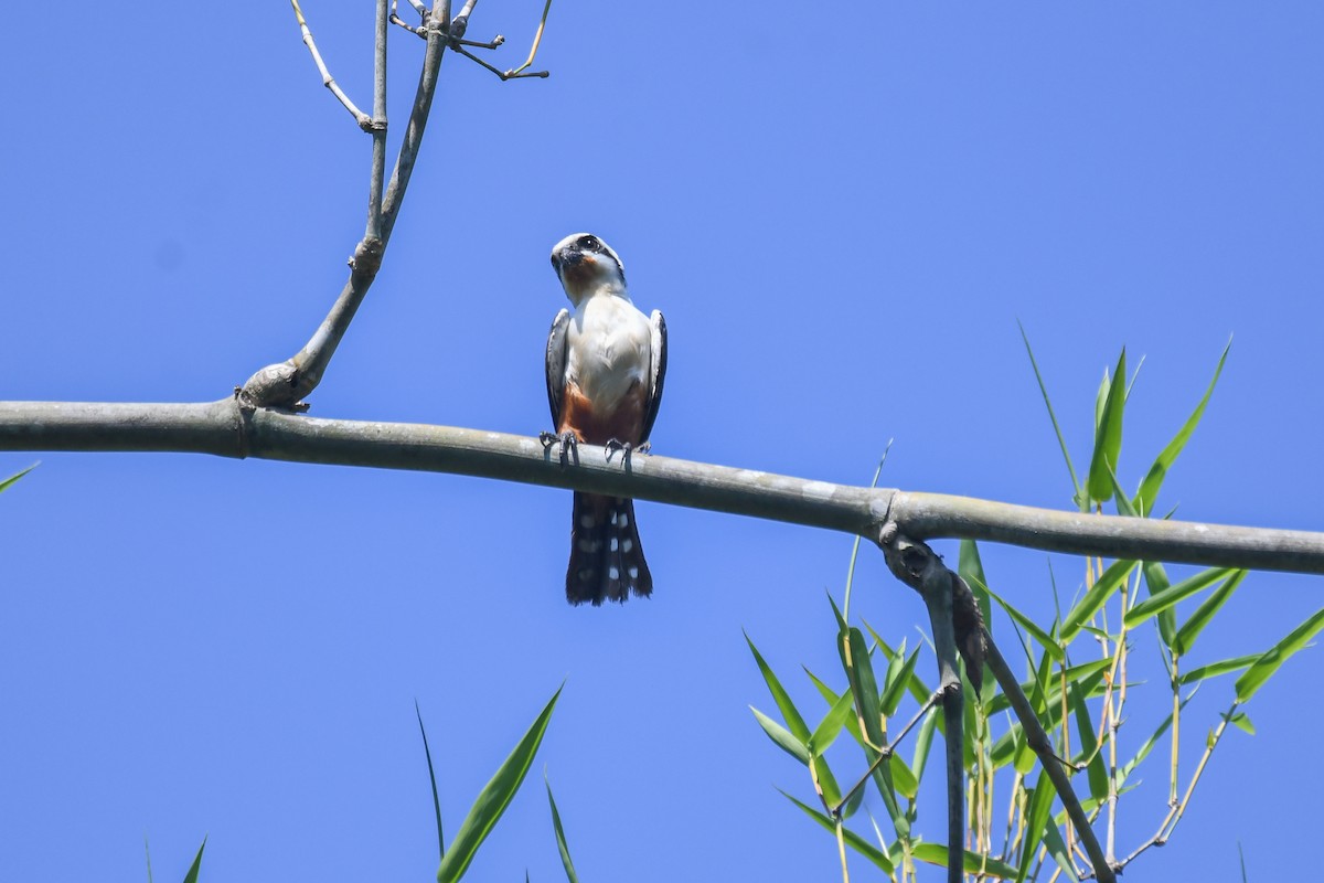 Collared Falconet - ML657792933