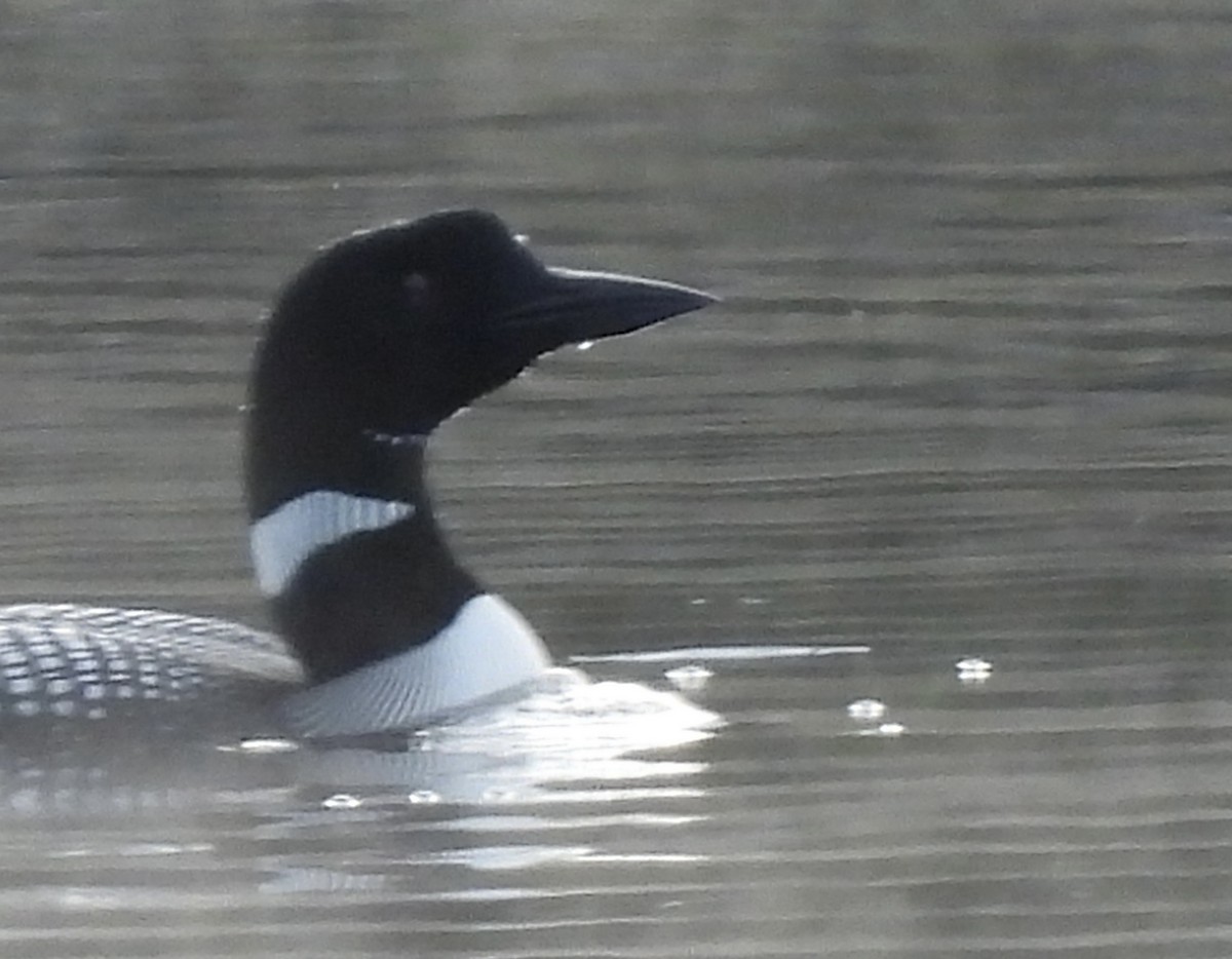 Common Loon - ML657792934