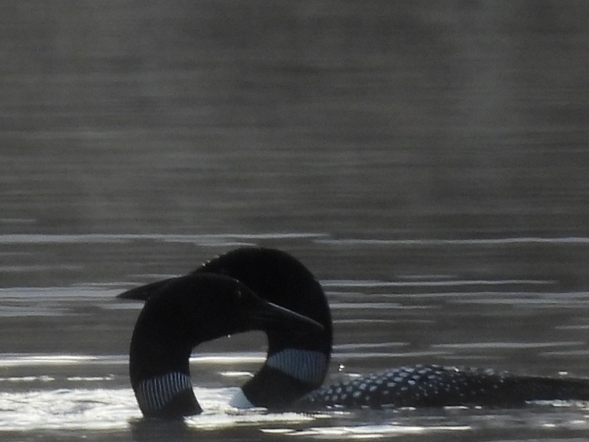 Common Loon - ML657792935