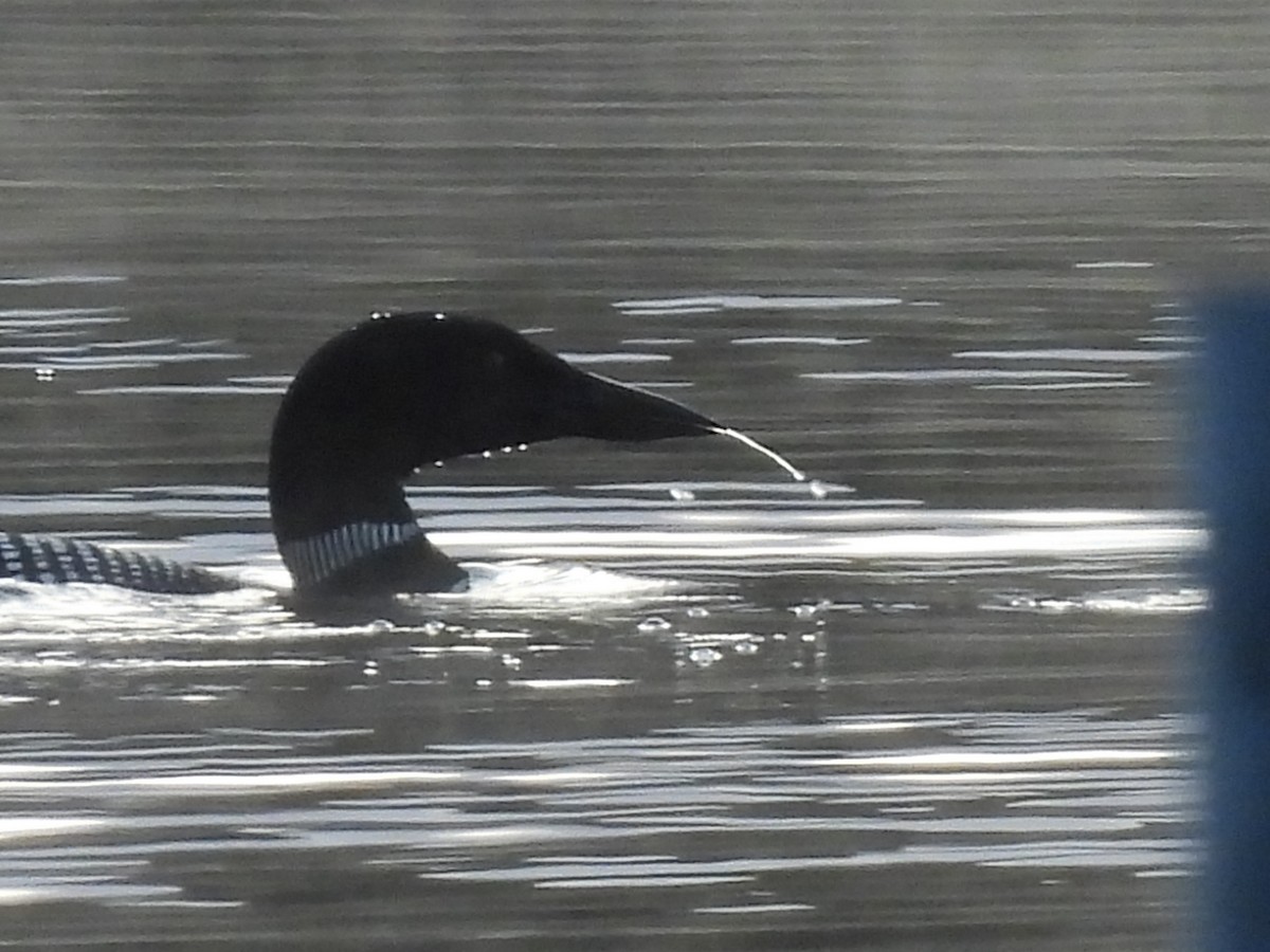 Common Loon - ML657792936