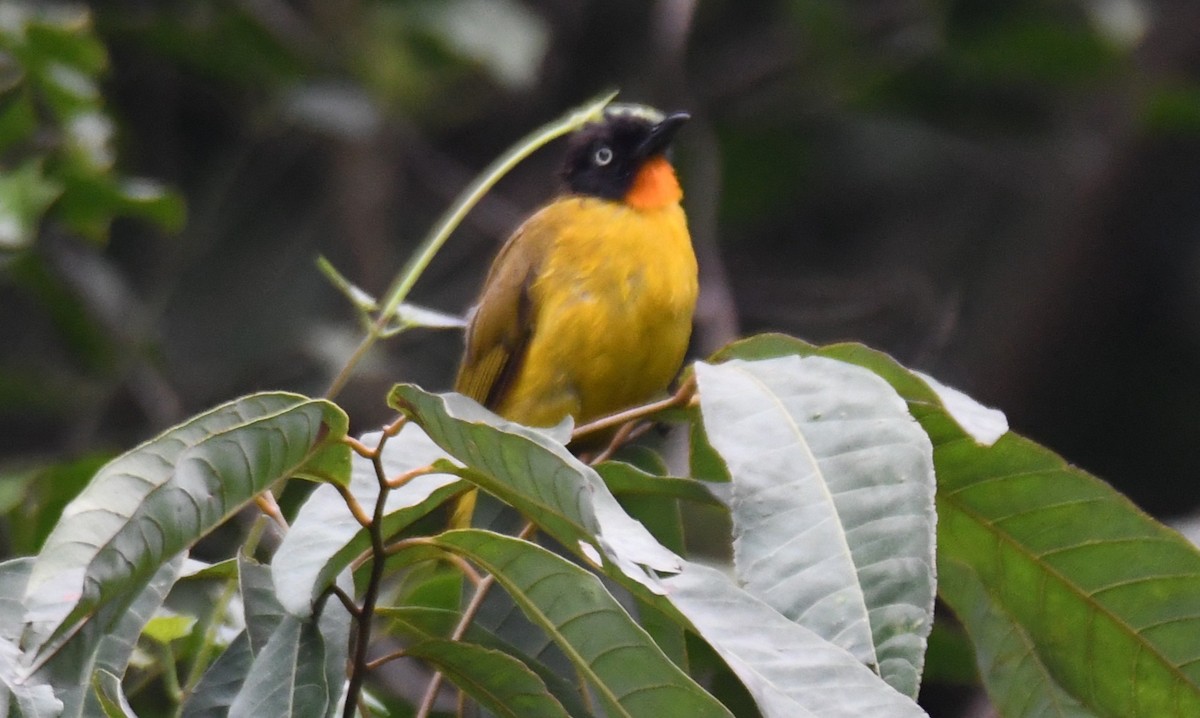 Flame-throated Bulbul - ML657792939