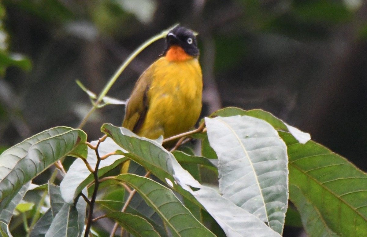 Flame-throated Bulbul - ML657792940