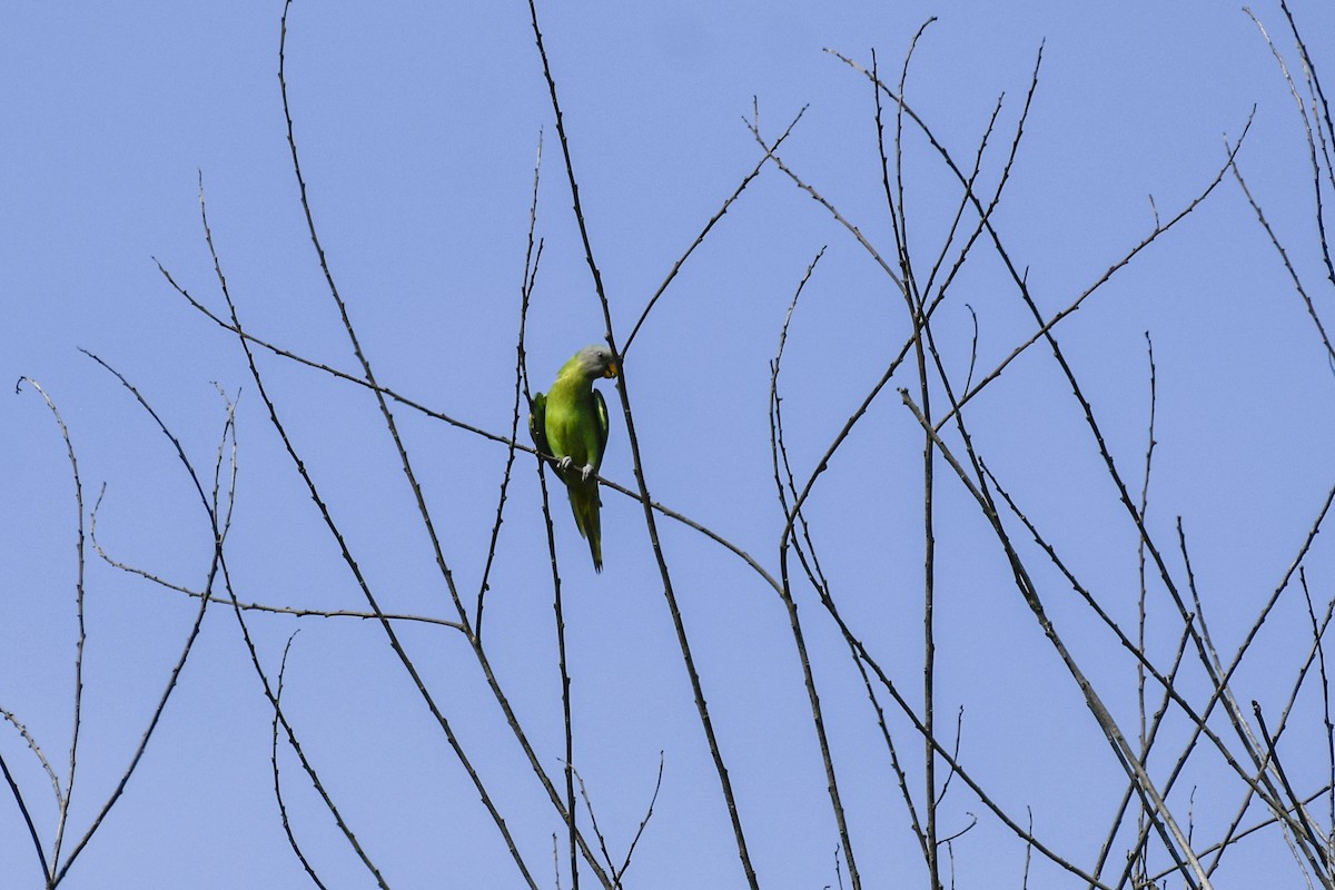 Gray-headed Parakeet - ML657792941