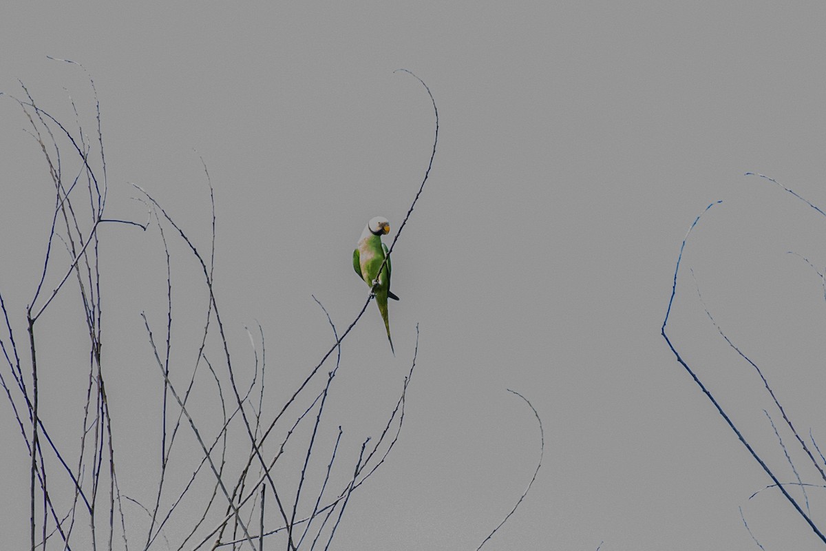 Red-breasted Parakeet - ML657792942