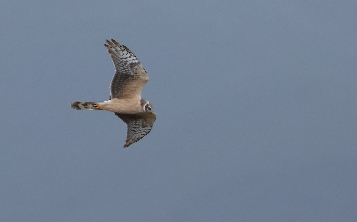Pallid Harrier - ML657792943