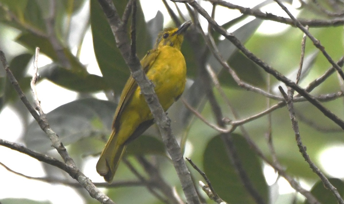 Yellow-browed Bulbul - ML657792953
