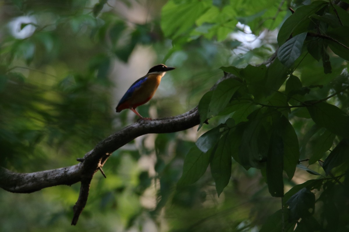 Blue-winged Pitta - ML657792954