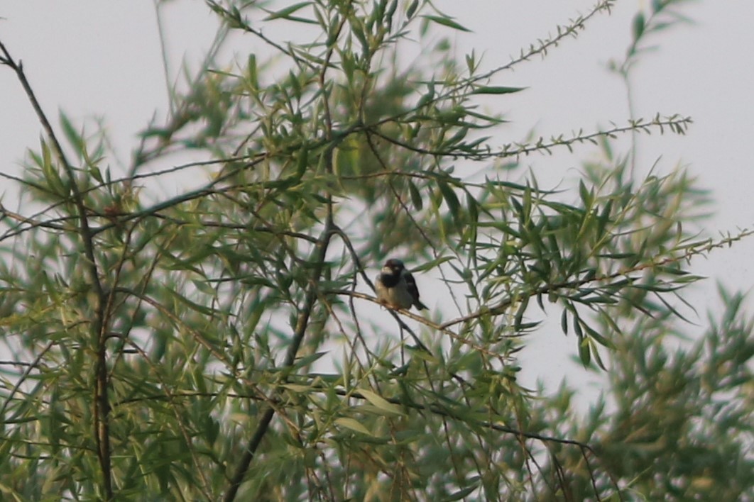 House Sparrow - ML657792955
