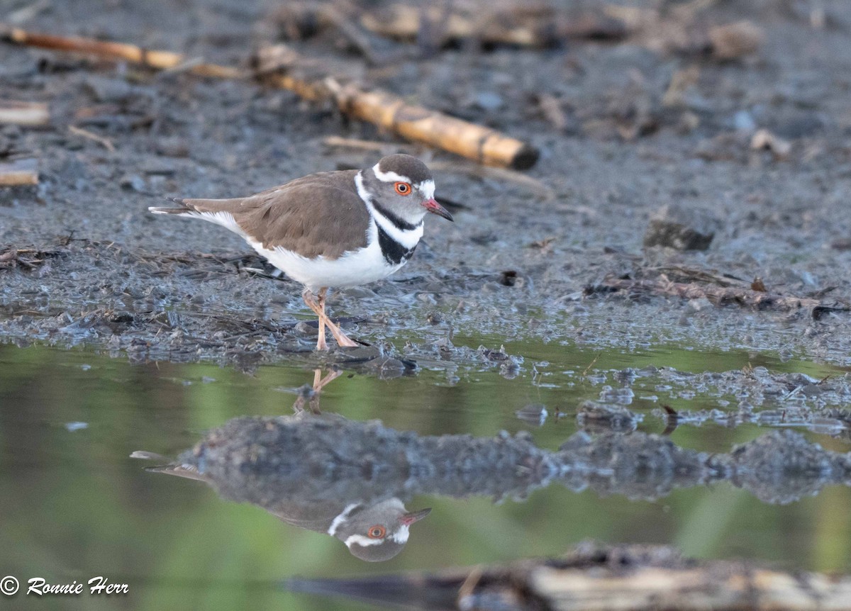 Three-banded Plover - ML657792956