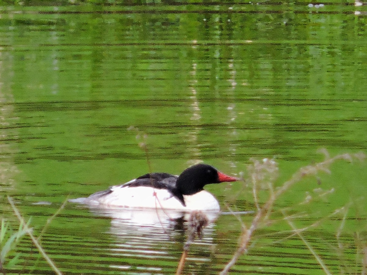 Common Merganser - ML657793430