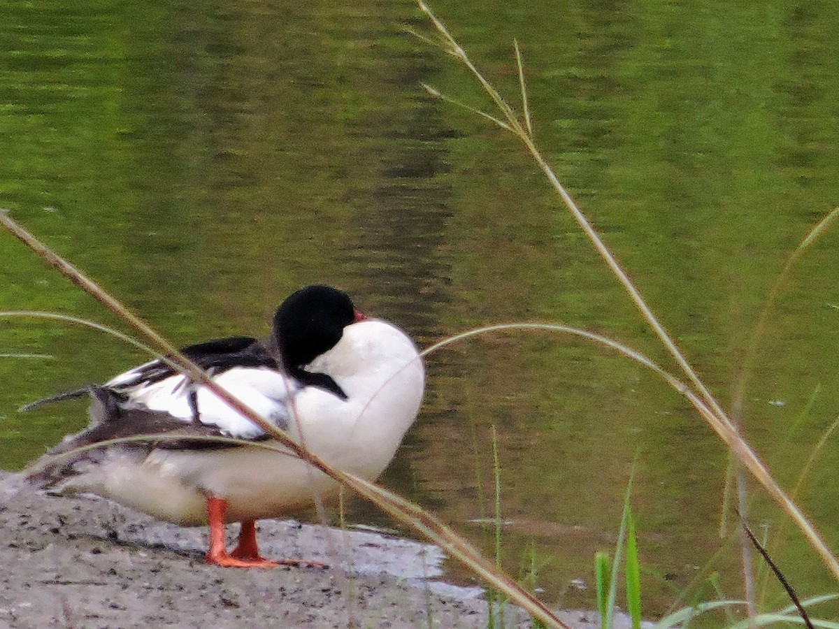 Common Merganser - ML657793431