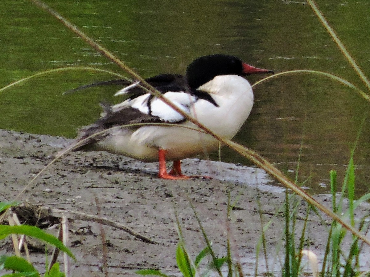 Common Merganser - ML657793432