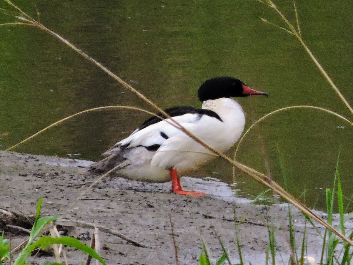 Common Merganser - ML657793433