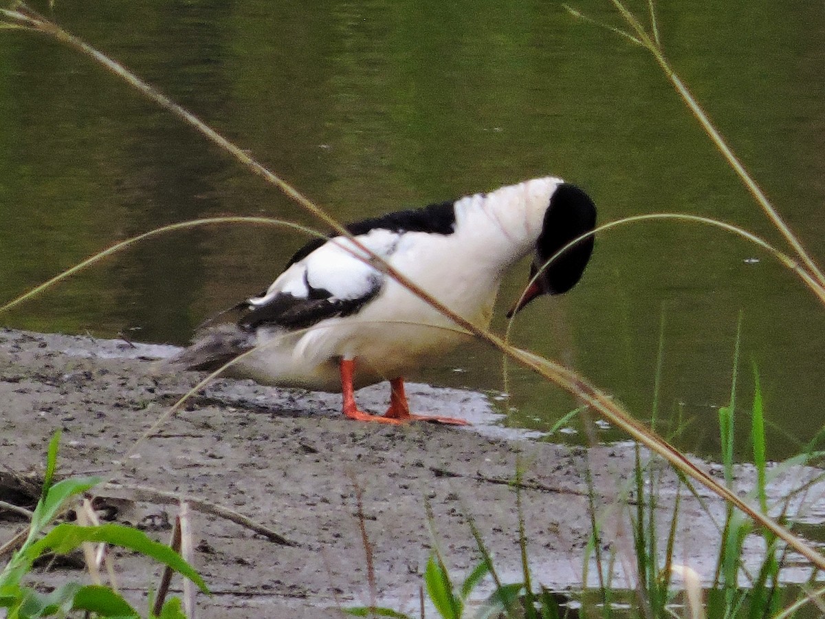 Common Merganser - ML657793434