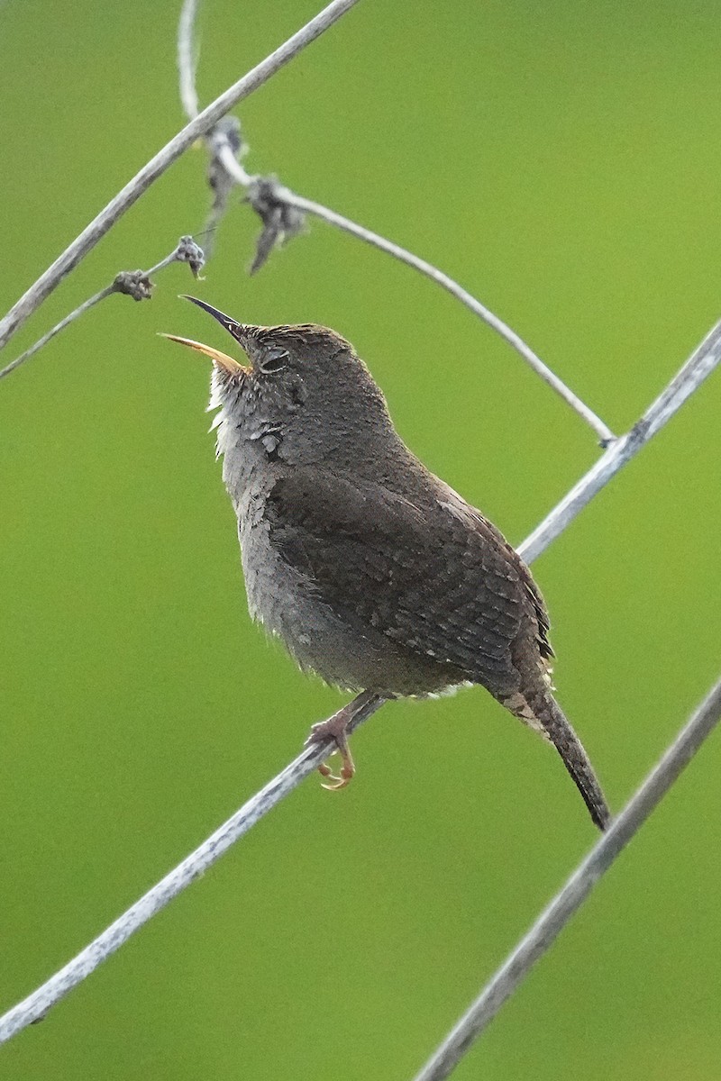Northern House Wren - ML657793463