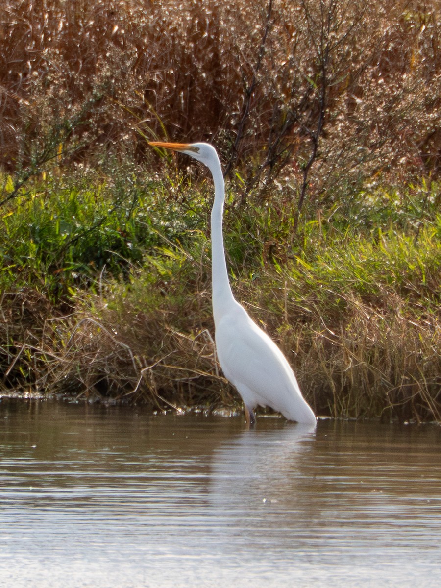 ダイサギ - ML657793466