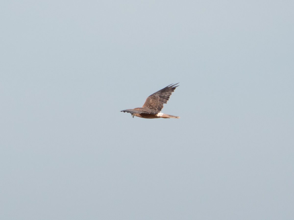 ミナミチュウヒ - ML657793472