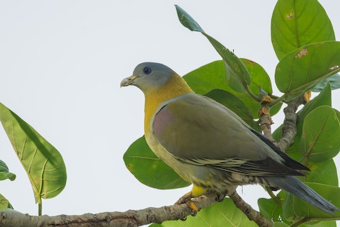 Yellow-footed Green Pigeon media preview from Macaulay Library