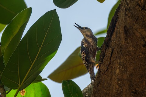Yellow-crowned Woodpecker media preview from Macaulay Library