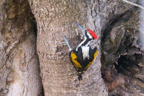 White-naped Woodpecker media preview from Macaulay Library