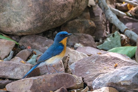 Tickell's Blue Flycatcher media preview from Macaulay Library