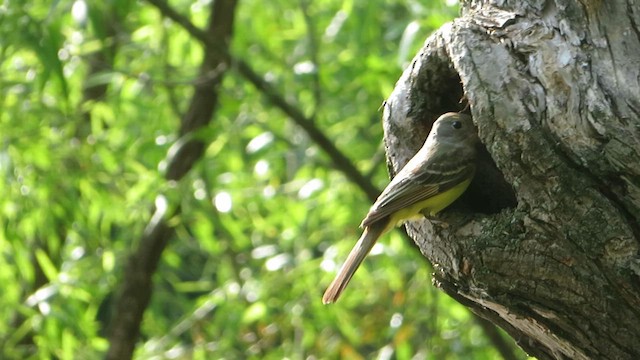 Great Crested Flycatcher - ML657795740