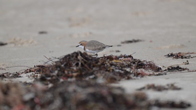 Red-capped Plover - ML657795878