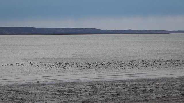 Magellanic Oystercatcher - ML657796152