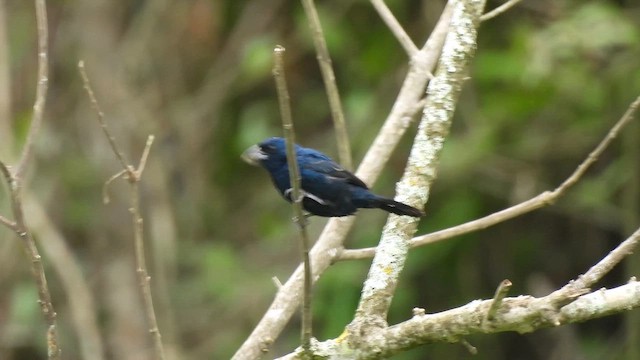 Blue-black Grassquit - ML657796369
