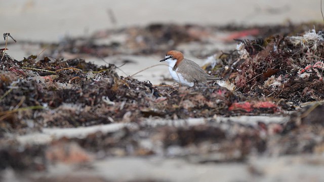 Red-capped Plover - ML657796417