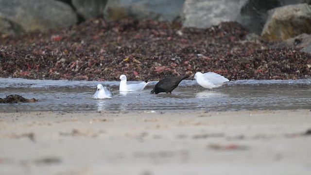 Sooty Oystercatcher - ML657796429