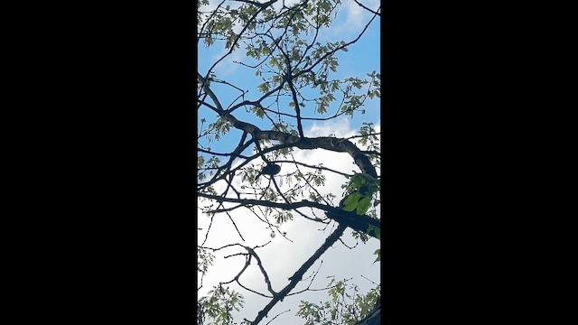Gray Catbird - ML657796436