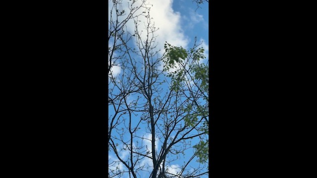 Cedar Waxwing - ML657796448