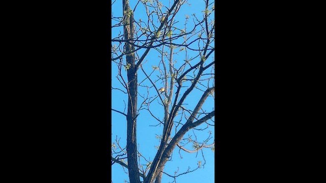 Cedar Waxwing - ML657796449