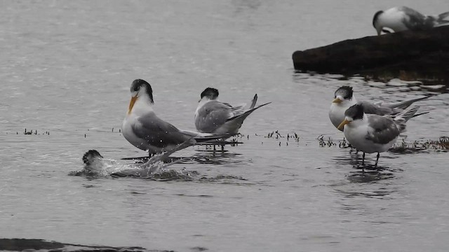 鳳頭燕鷗 - ML657796785