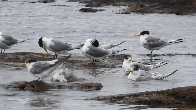 鳳頭燕鷗 - ML657796786