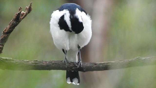 Magpie-lark - ML657796828