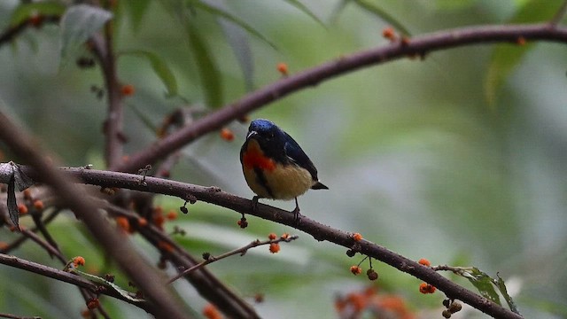 紅胸啄花 - ML657796852