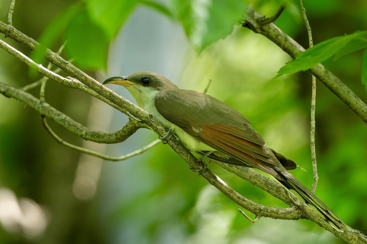 Yellow-billed Cuckoo - ML657796919