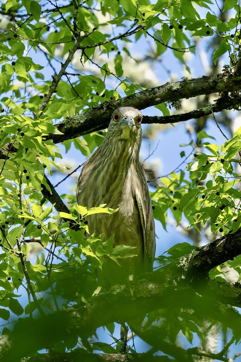 Black-crowned Night Heron - ML657796931
