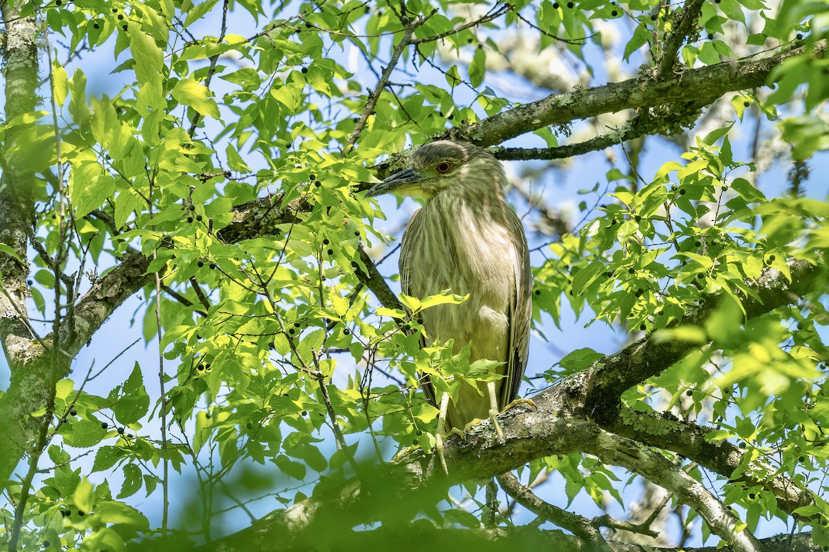 Black-crowned Night Heron - ML657796932
