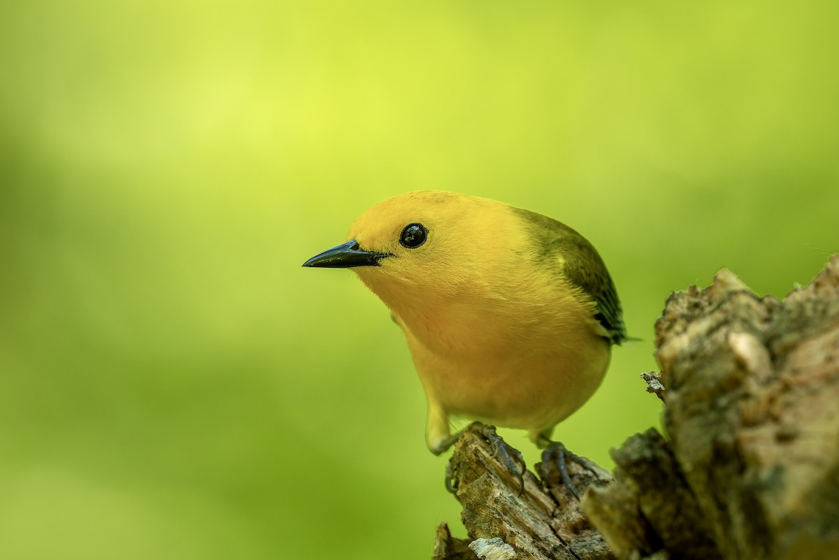 Prothonotary Warbler - ML657796975