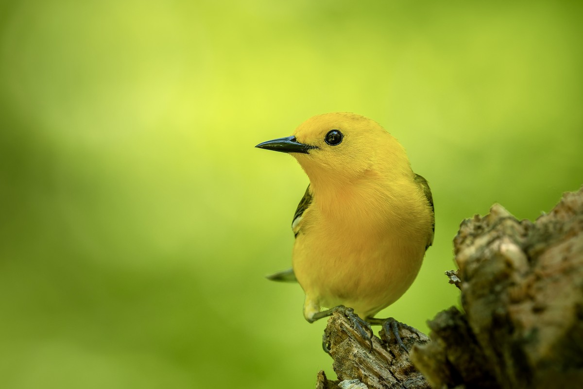Prothonotary Warbler - ML657796976