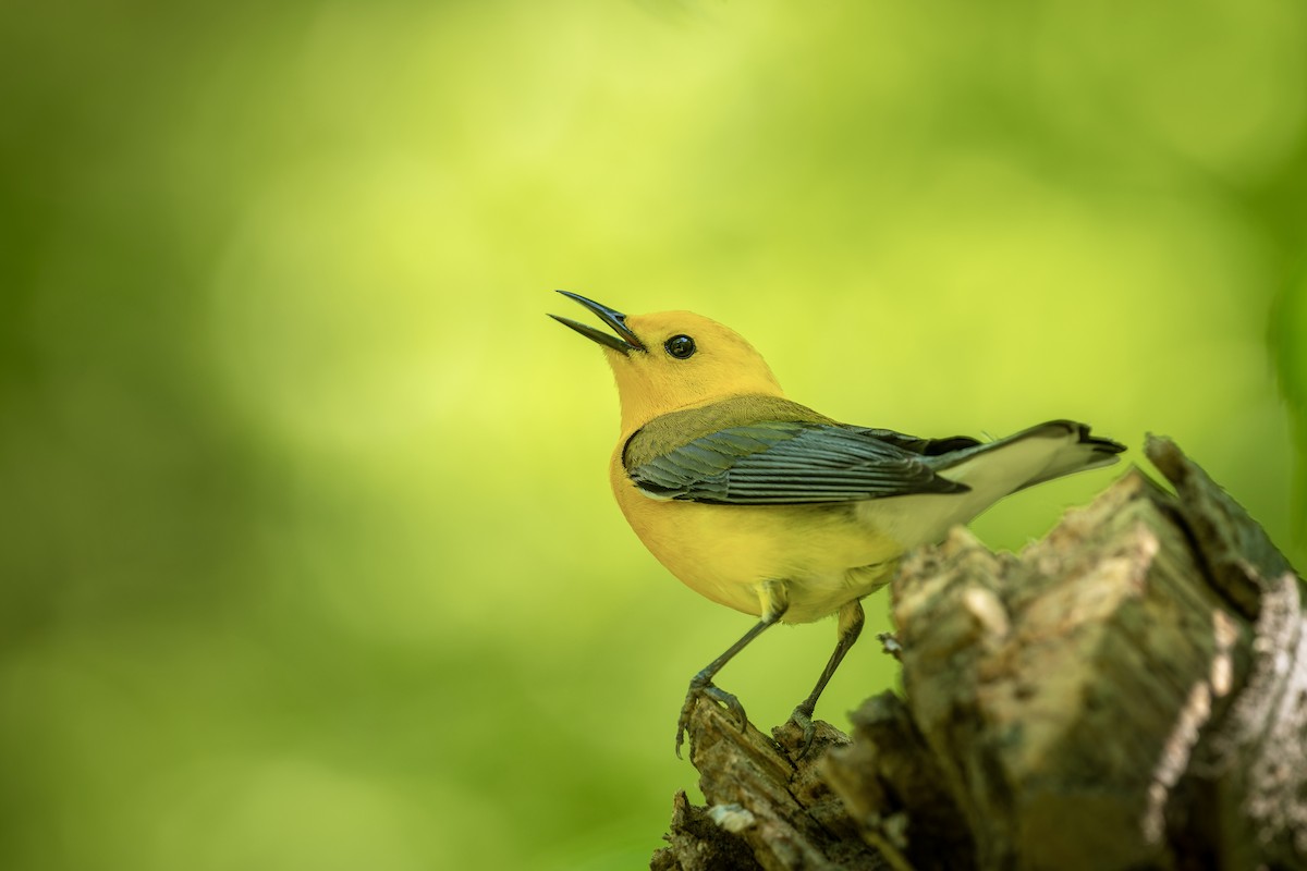 Prothonotary Warbler - ML657796977