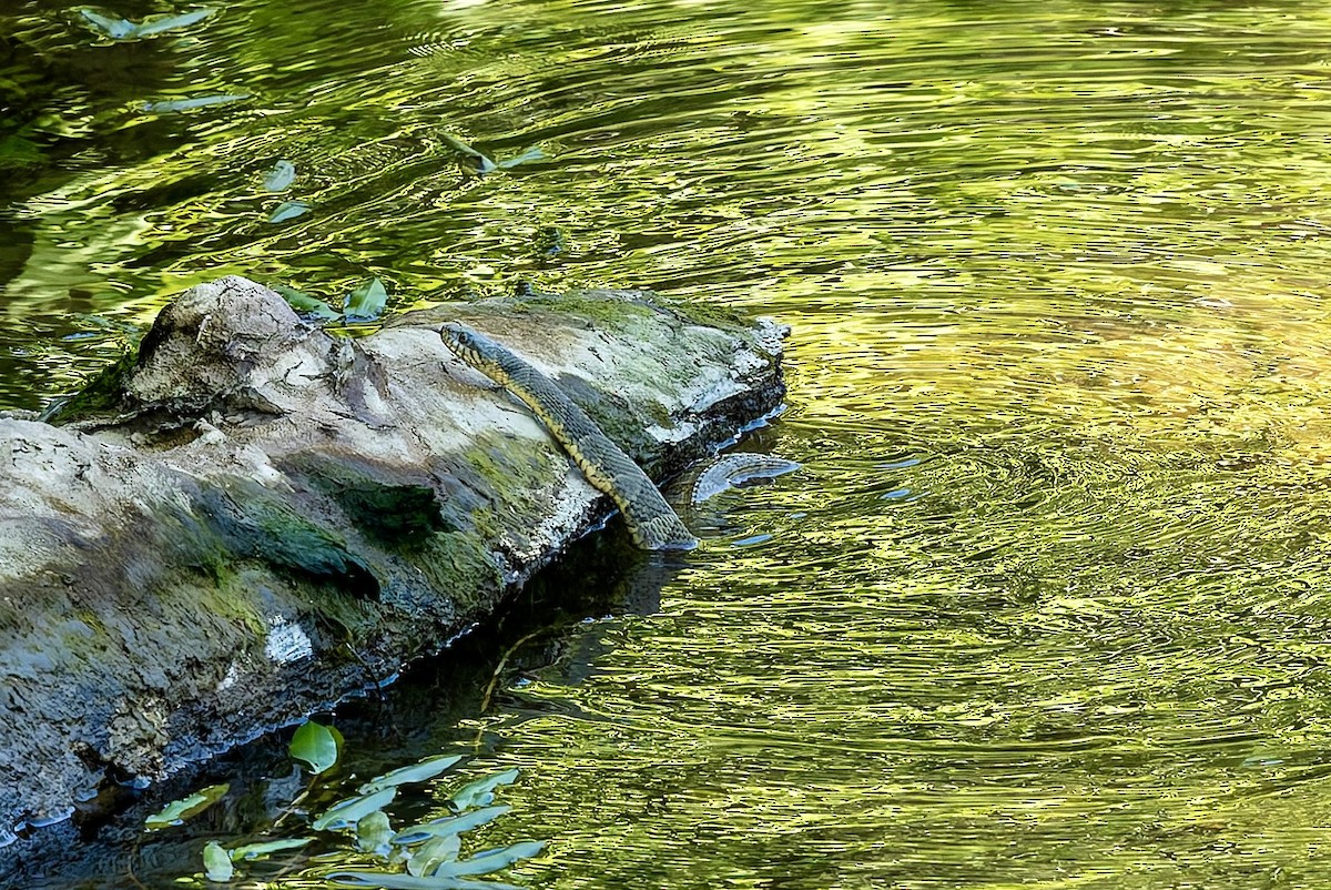 Common Watersnake - ML657796983