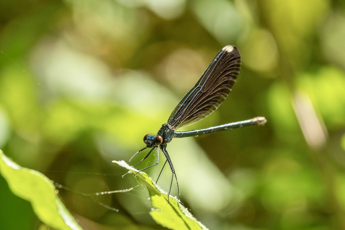 Ebony Jewelwing - ML657796984
