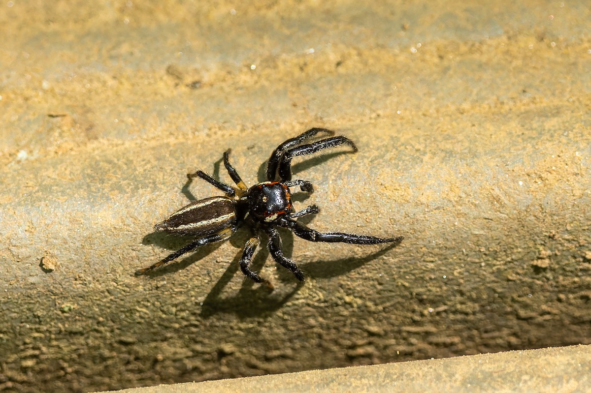 Sylvan Jumping Spider - ML657796985