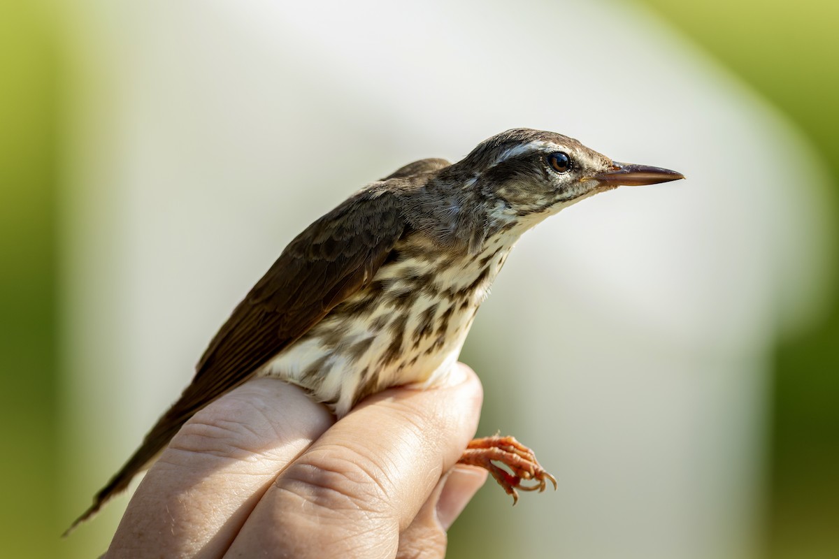 Louisiana Waterthrush - ML657796988