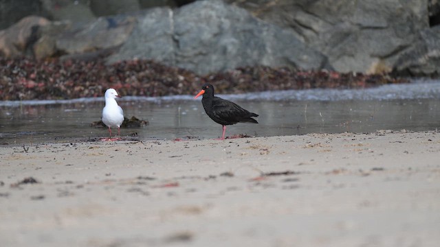 Sooty Oystercatcher - ML657796993